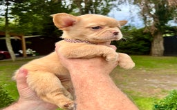 French Bulldog dogs for sale: QUALITY FLUFFY FRENCH BULLDOG PUPPIES - Image 6