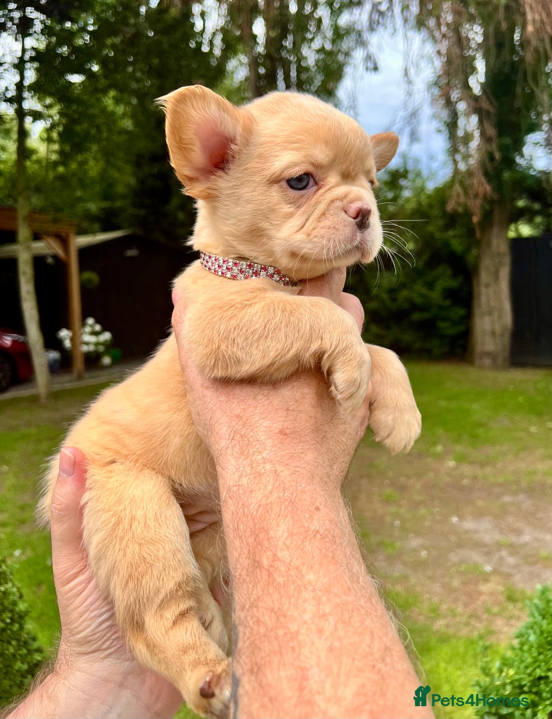 French Bulldog dogs for sale: QUALITY FLUFFY FRENCH BULLDOG PUPPIES - Image 6