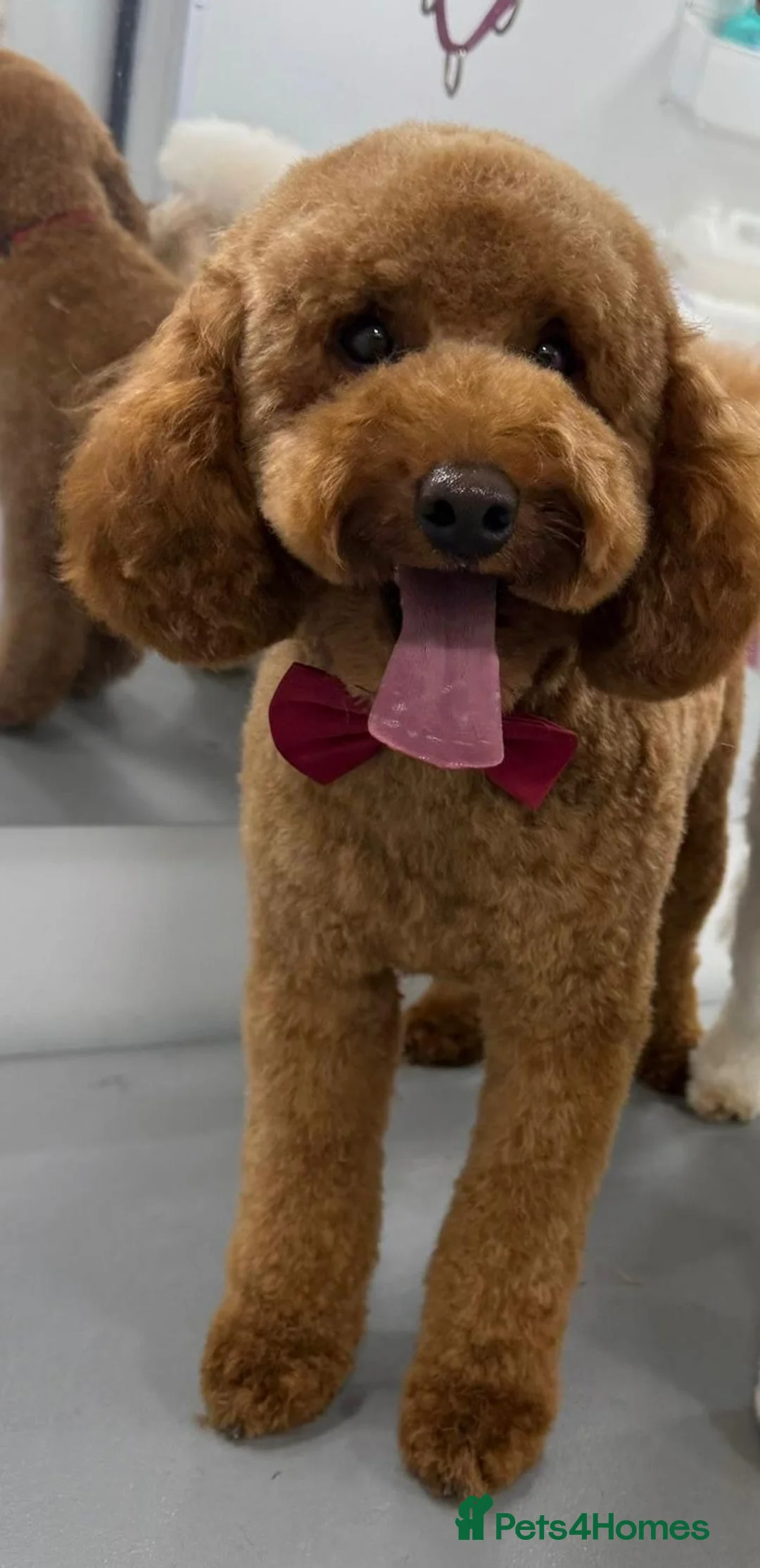 Miniature Poodle dogs for stud: Proven Pedigree Miniature Poodle Stud  - Advert 10