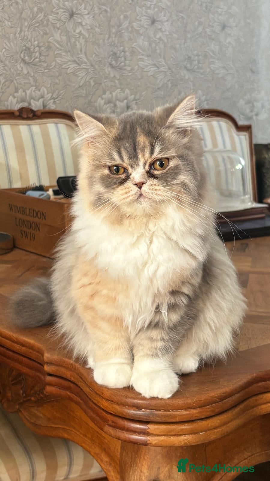 Persian cats Pure-bred Persian Kittens - Ready Now - £450 - Advert 2