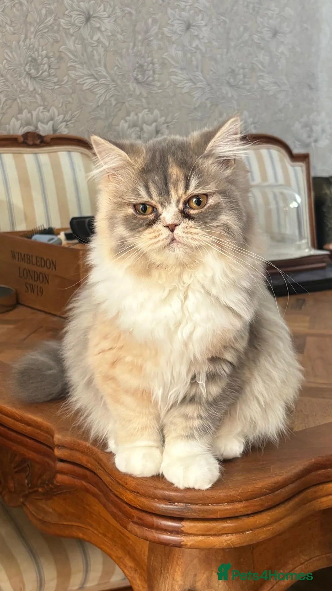 Persian cats for sale: Two Pure-bred Persian Girls - Ready Now - £450 - Advert 2