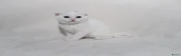 Scottish Fold cats for sale: Sottish Fold Beautiful kittens🐾 - £650 Each - Advert 17