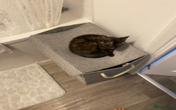Domestic Shorthair cats for sale: Kitten - Image 1