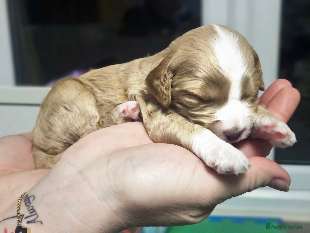 Australian Labradoodle dogs for sale: Australian Labradoodle Hybrid Puppies - Advert 12