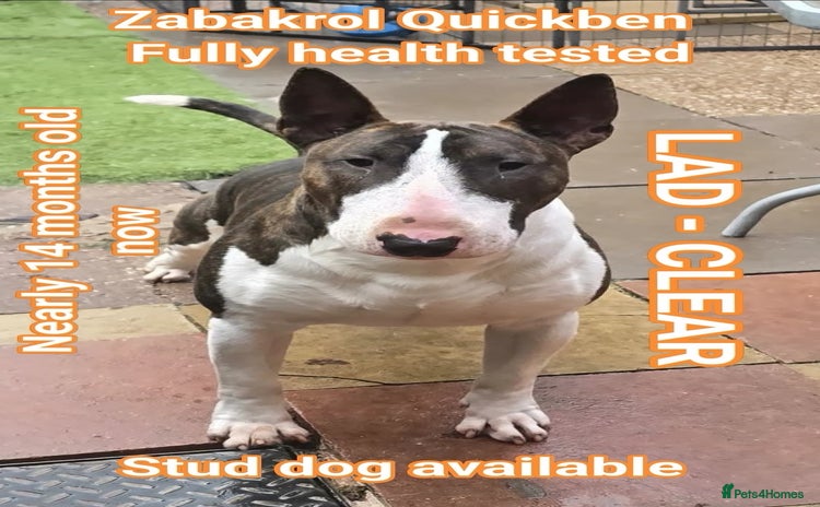 English Bull Terrier dogs - Advert 1
