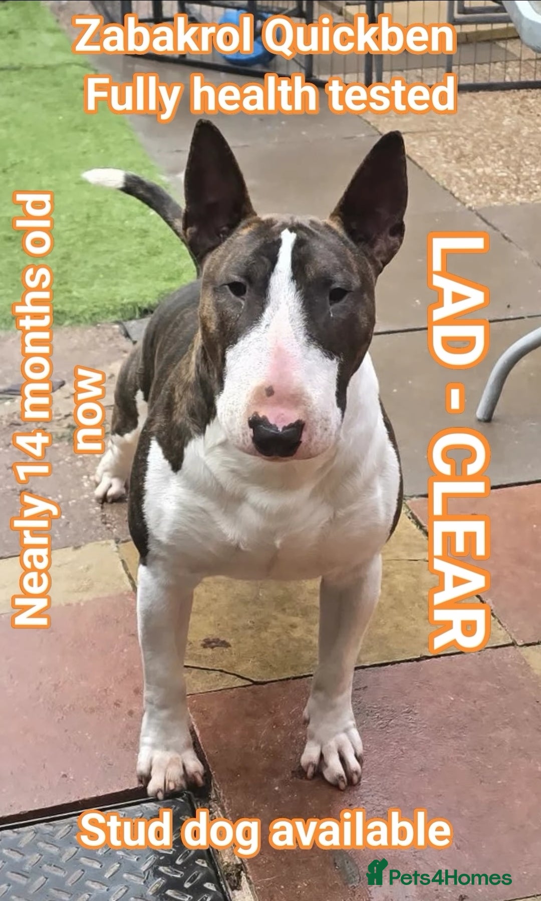 English Bull Terrier dogs for stud: TOP PEDIGREE IN UK, CRUFTS QUALIFIER, CHAMP FAMILY - Advert 3