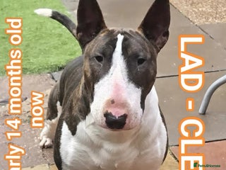 English Bull Terrier dogs for stud: TOP PEDIGREE IN UK, CRUFTS QUALIFIER, CHAMP FAMILY - Advert 1
