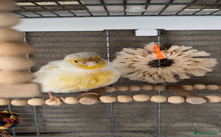 Canaries birds - Advert 1