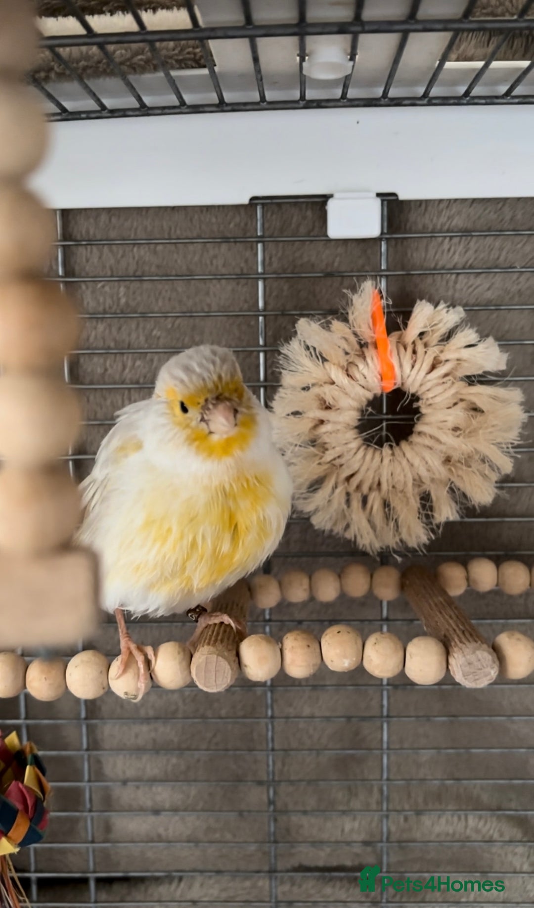 Canaries birds for sale: Adorable Omelette Male Canary - Image 1