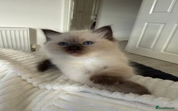 Ragdoll cats for sale: Beautiful purebred Ragdoll kittens  - Image 13