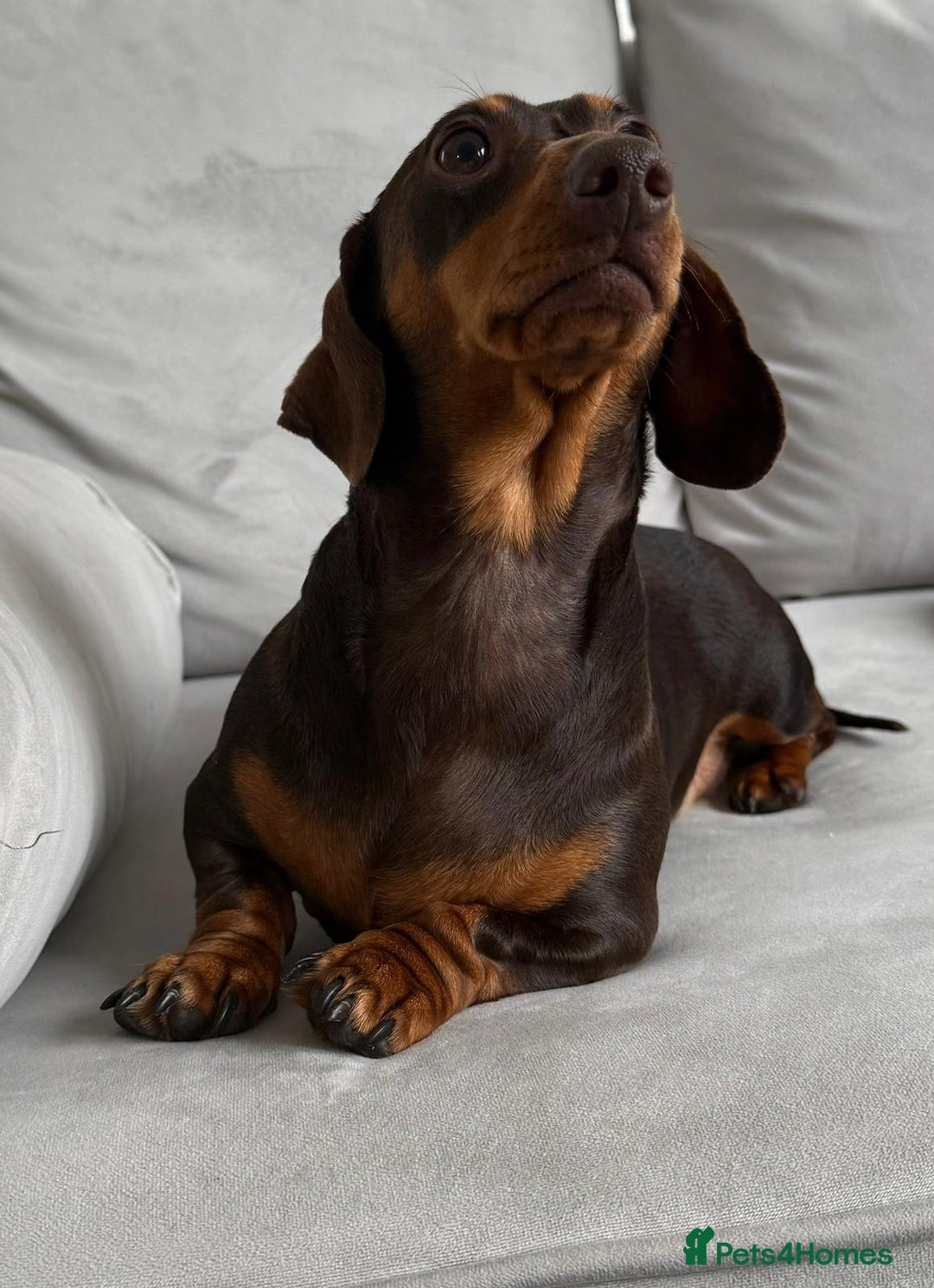 Miniature Dachshund dogs for sale: Beautiful lulu miniature dachshund  - Image 3