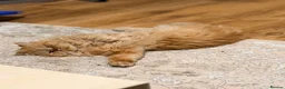 Persian cats for stud: 🏆 Proven Ginger Persian Stud|Experienced|Healthy - Advert 7