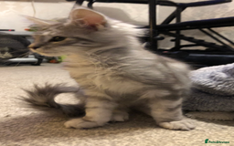 Maine Coon cats for sale: Maine coon kitten Female - Advert 7