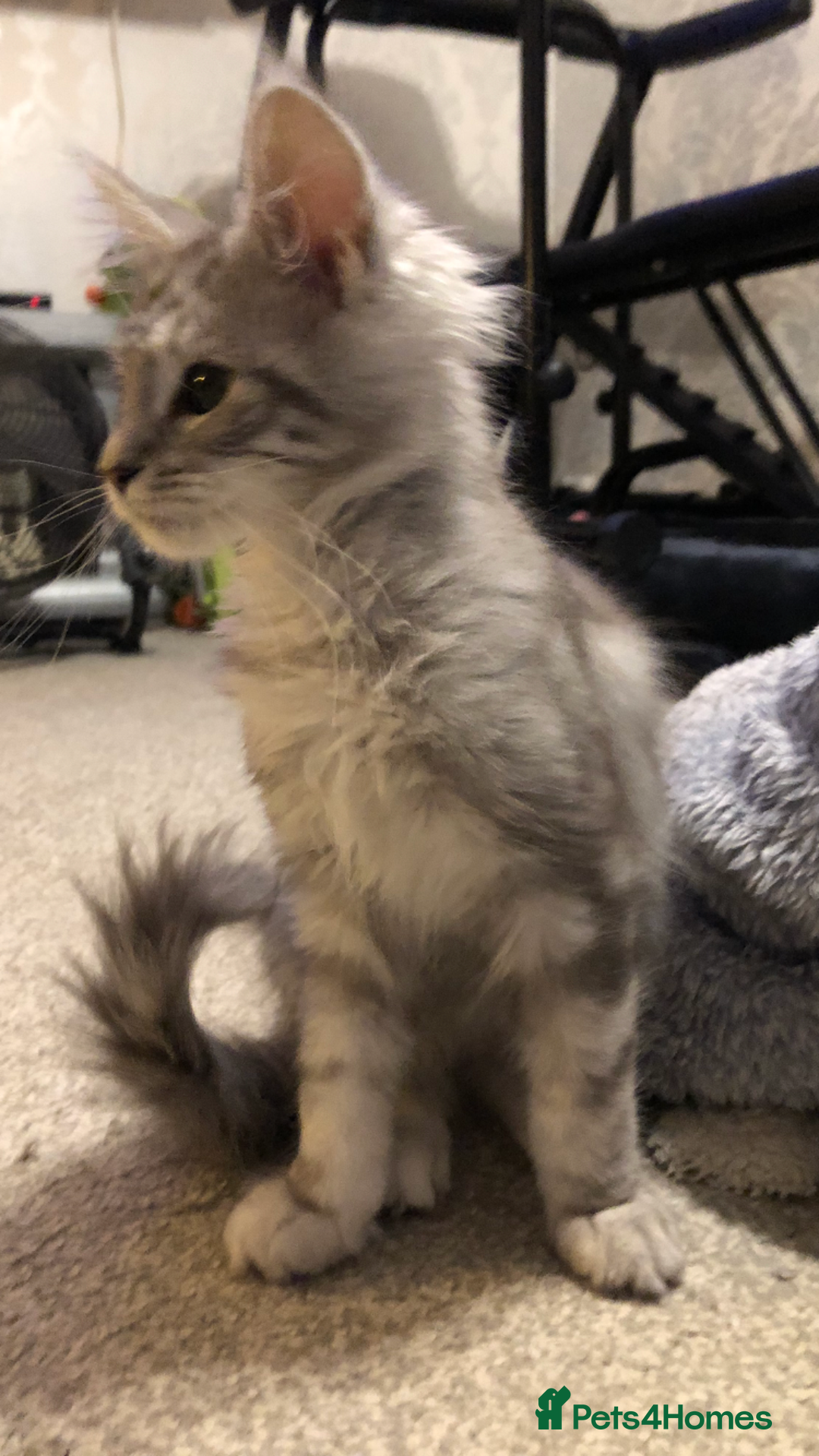 Maine Coon cats for sale: Maine coon kitten Female - Advert 7