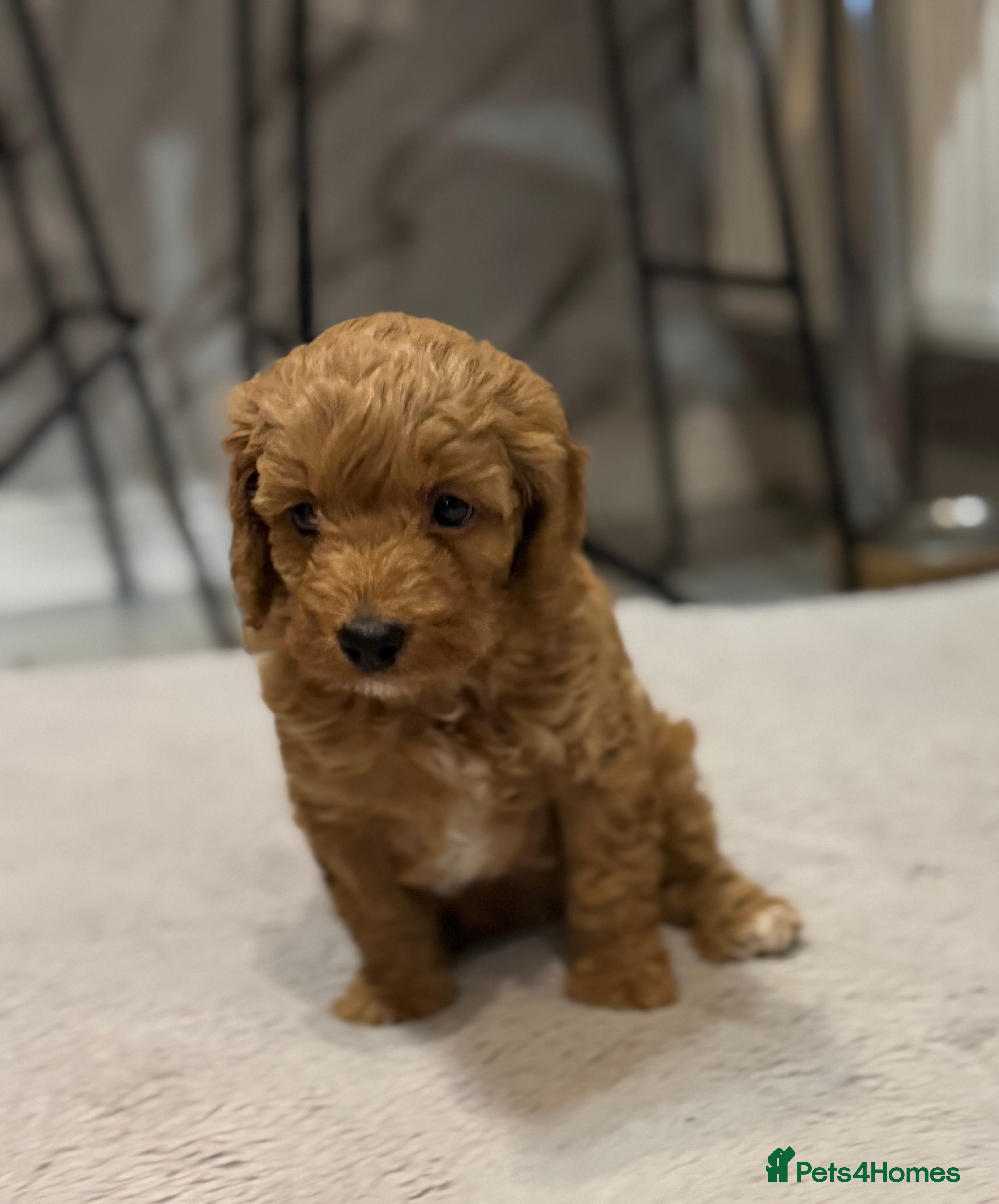 Cockapoo dogs Last beautiful F1bb cockapoo (FEMALE)  - Advert 6