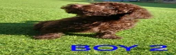 Toy Poodle dogs for sale: READY NOW Kc chocolate toy poodles  - Advert 9