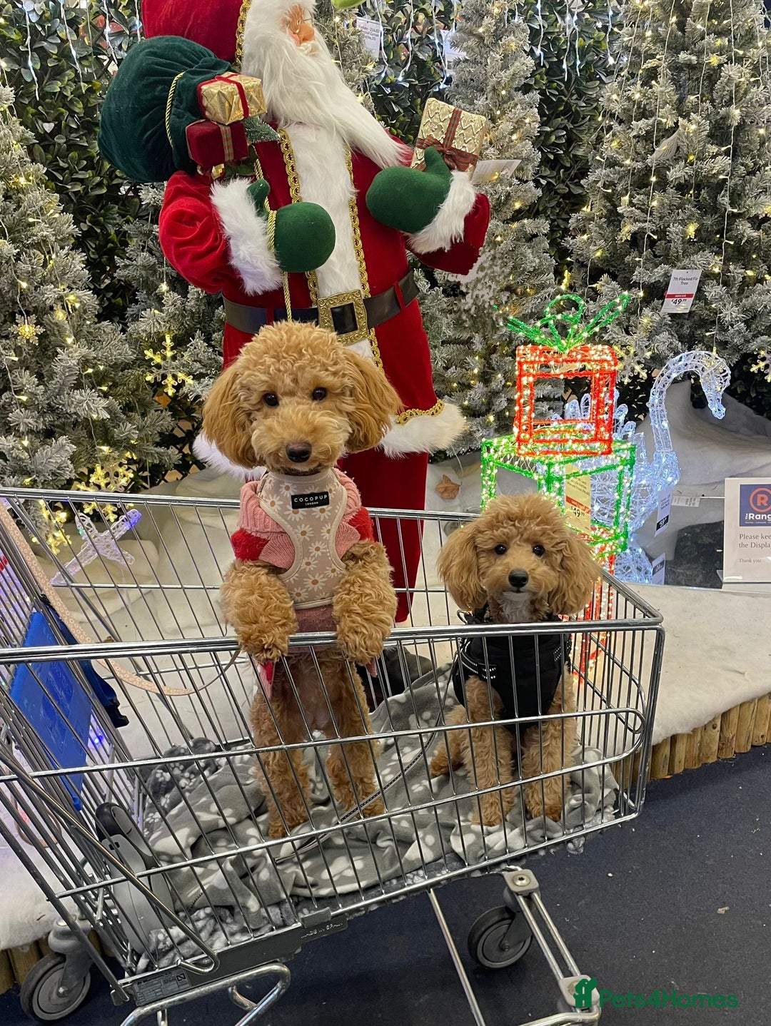 Toy Poodle dogs for stud: Black Phantom Toy Poodle PROVEN - Advert 12