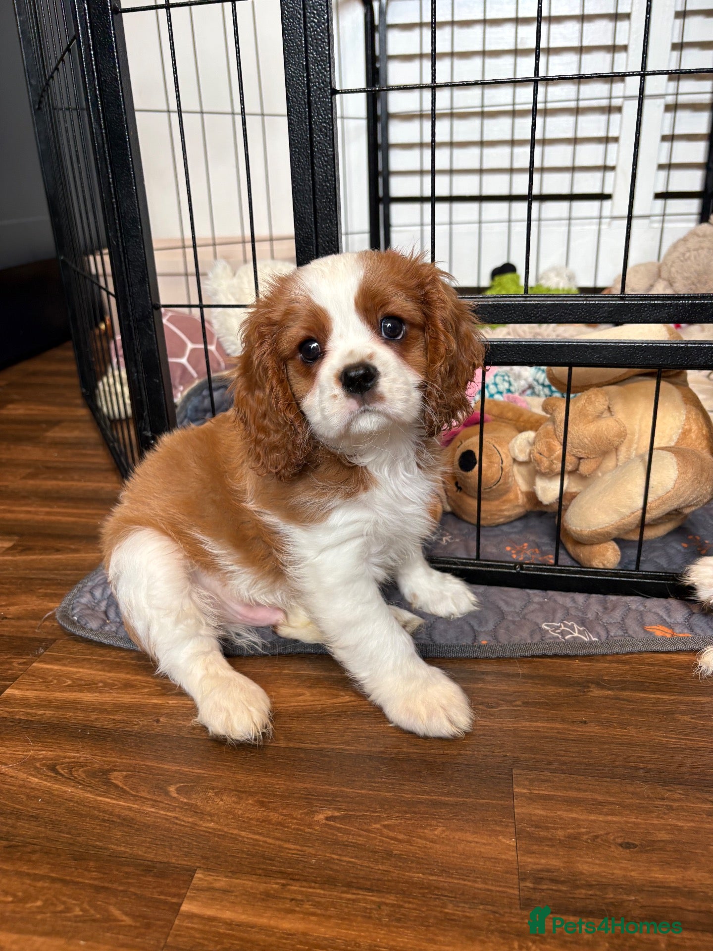 Cavalier King Charles Spaniel dogs 6 Full Breed King Charles Cavalier Puppies  - Advert 4