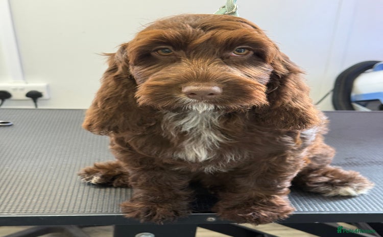 Cockapoo dogs - Advert 11