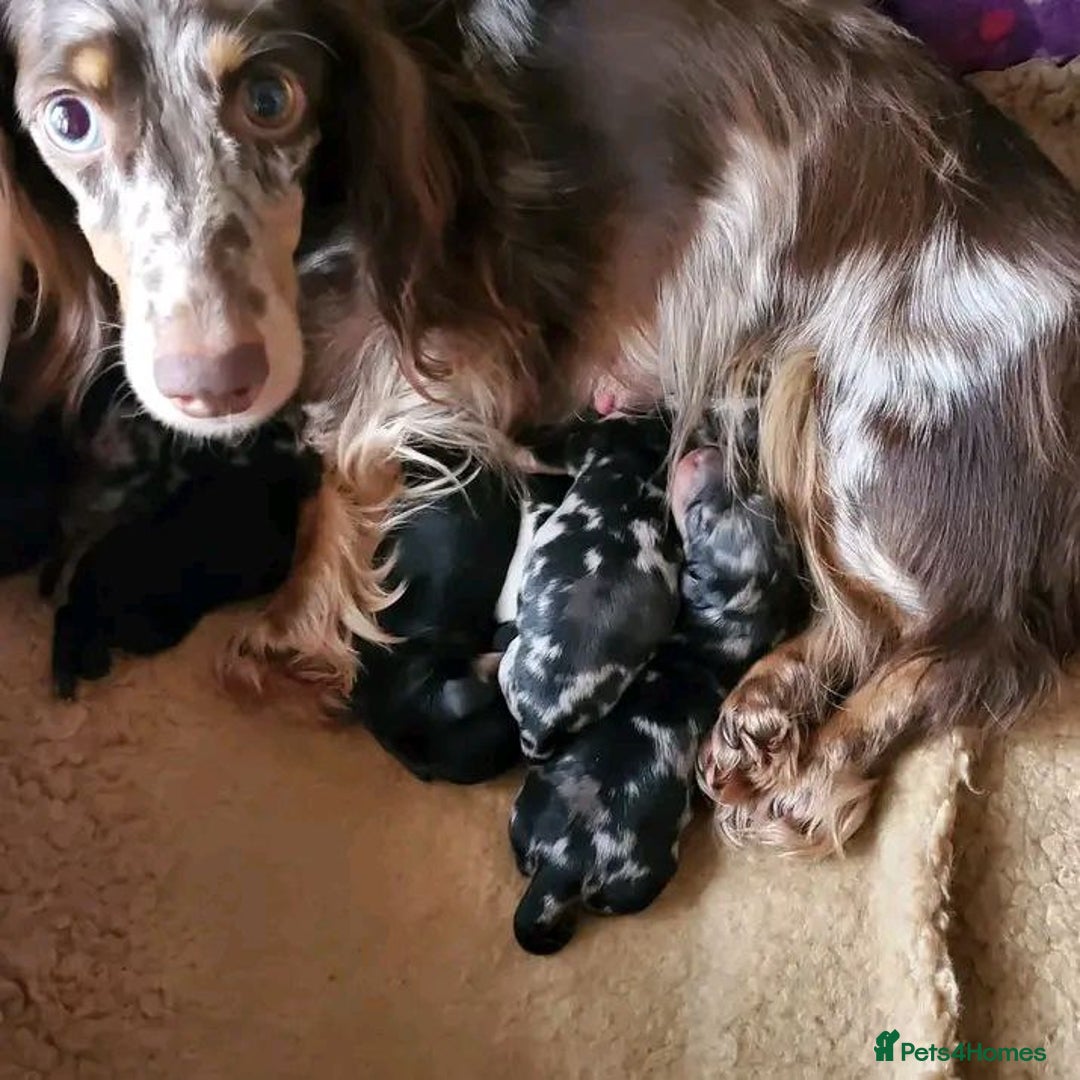 Miniature Dachshund dogs for sale: Charming Miniature Dachshund Puppies  - Advert 2