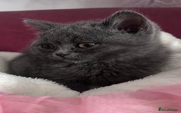 British Shorthair cats for sale: 🐾 Blue British Shorthair Kittens  🐾 - Image 10