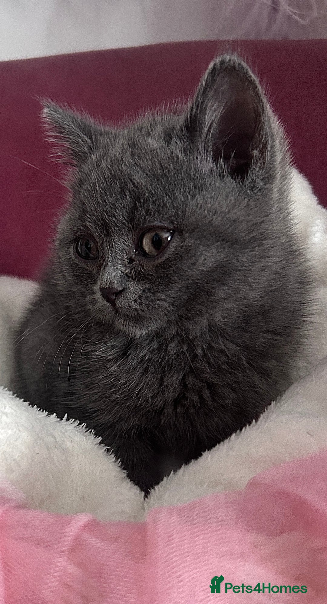 British Shorthair cats for sale: 🐾 Blue British Shorthair Kittens  🐾 - Image 10