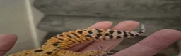 Leopard Gecko reptiles for sale: Leopard gecko - Advert 2