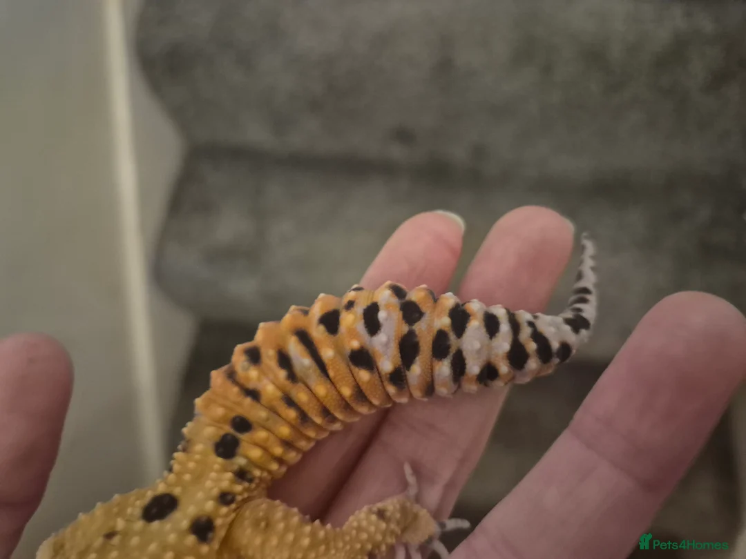 Leopard Gecko reptiles for sale: Leopard gecko - Advert 2