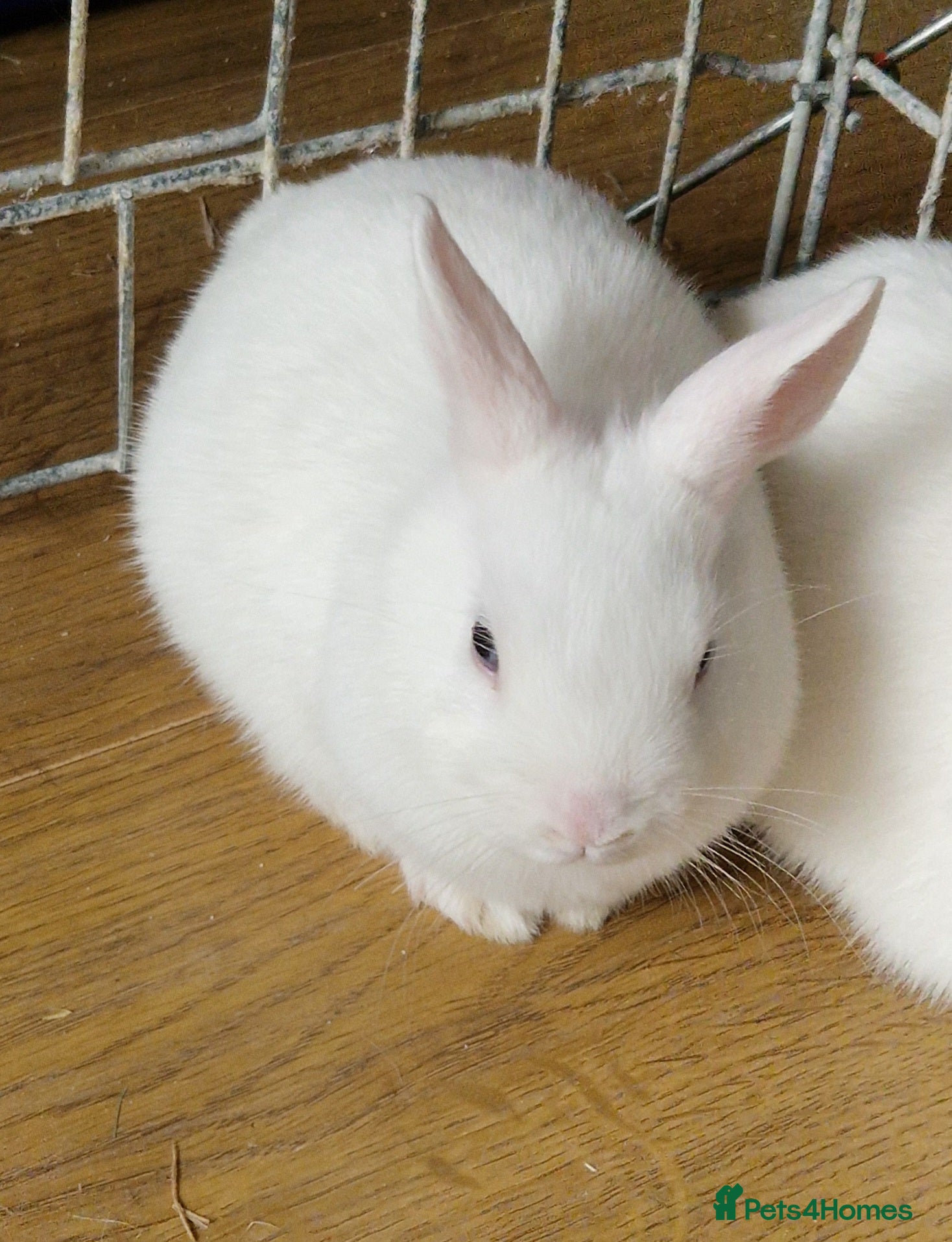 Netherland Dwarf rabbits Beautiful babies for sale - Advert 4