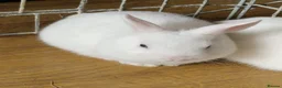 Netherland Dwarf rabbits for sale: Beautiful babies for sale - Advert 1