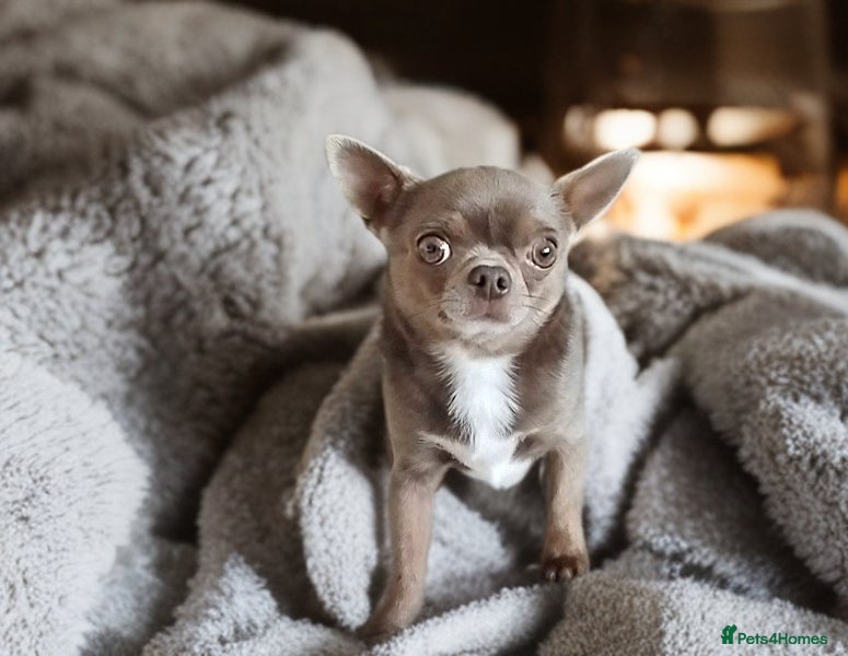 Chihuahua dogs KC reg-Health tested-PROVEN  - Advert 1