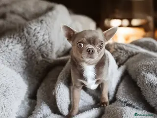 Chihuahua dogs KC reg-Health tested-PROVEN - Advert 1