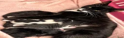 Mixed Breed cats for sale: 💕 Five Tiny Paws, Five Huge Personalities! - Advert 6