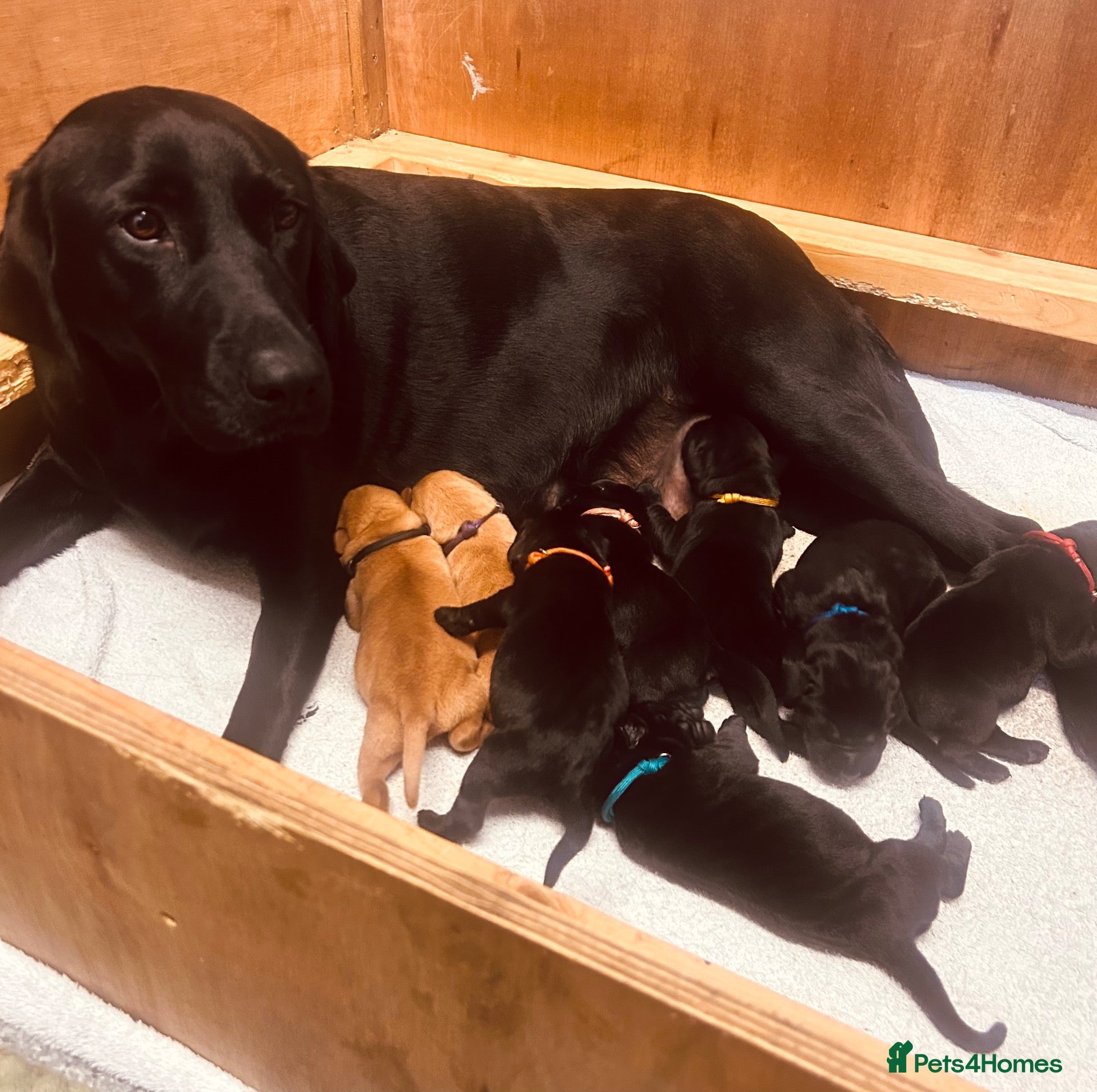 Labrador Retriever dogs *8 Working Line Labrador Puppies* - Advert 20