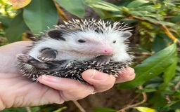 Pygmy Hedgehog rodents for sale: Pygmy hoglets ready now! Stunning friendly babies  - Image 8