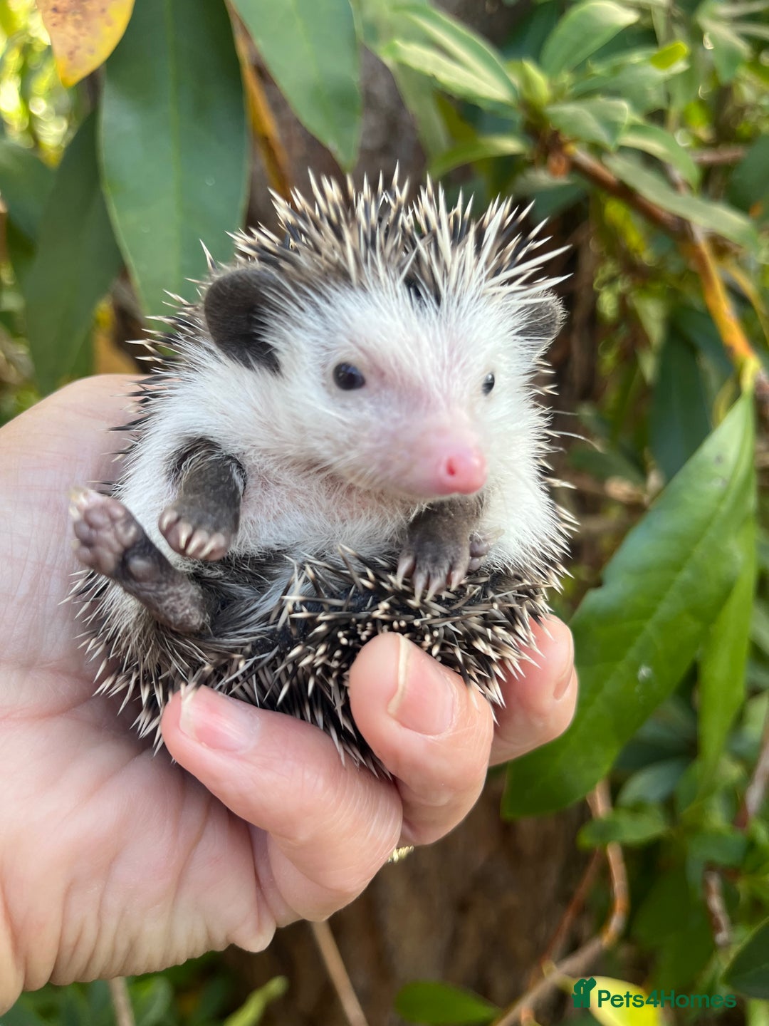 Pygmy Hedgehog rodents for sale: Pygmy hoglets ready now! Stunning friendly babies  - Image 8