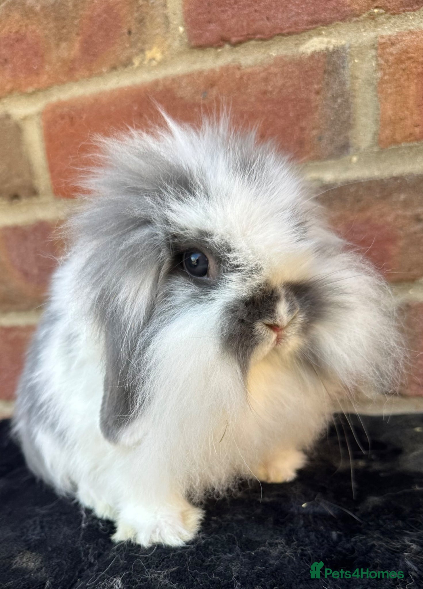 Mini Lion Lop rabbits 25/05/26 UPDATE 1 VACCINATED BOY! - Advert 2