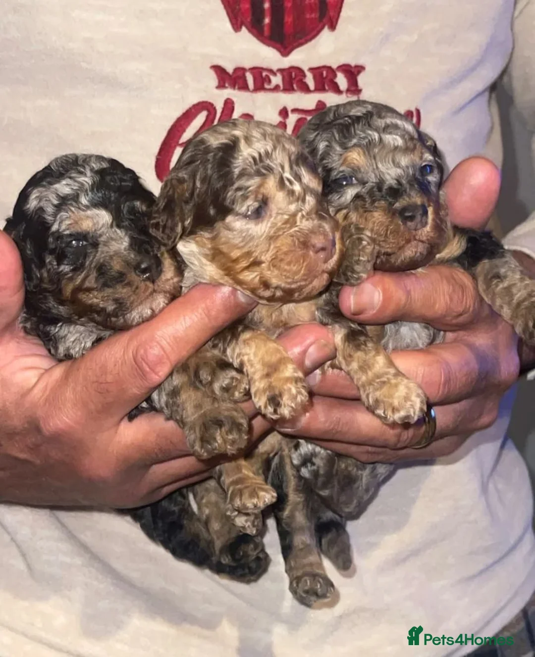 Cockapoo dogs for sale: *✨Outstanding Merle teddy cockapoos*✨ dont miss! in Birmingham - Advert 2