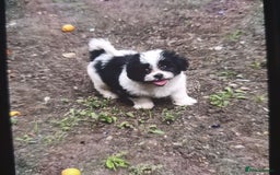 Maltese dogs for sale: Maltese - Image 5