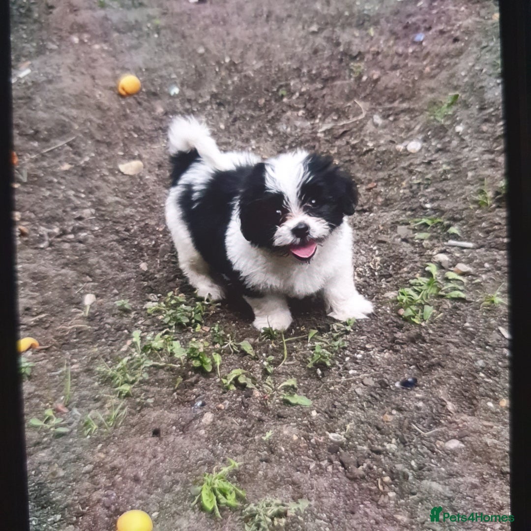 Maltese dogs for sale: Maltese - Image 5