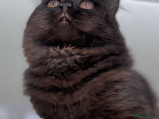 British Shorthair cats Full British short hair kittens - Advert 2