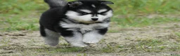 Pomsky dogs for sale: Genuine Pomsky puppies from health tested parents - Advert 28