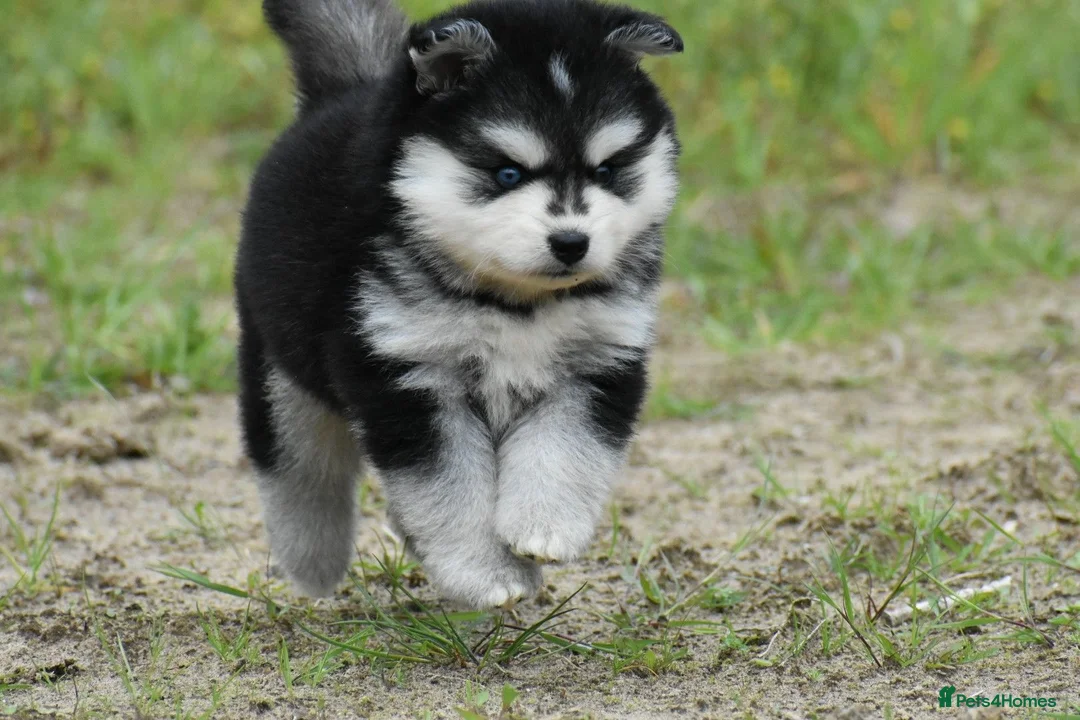 Pomsky dogs for sale: Genuine Pomsky puppies from health tested parents - Advert 28