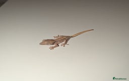 Gecko reptiles for sale: Lilly White Crested Gecko Hatchlings - Image 5