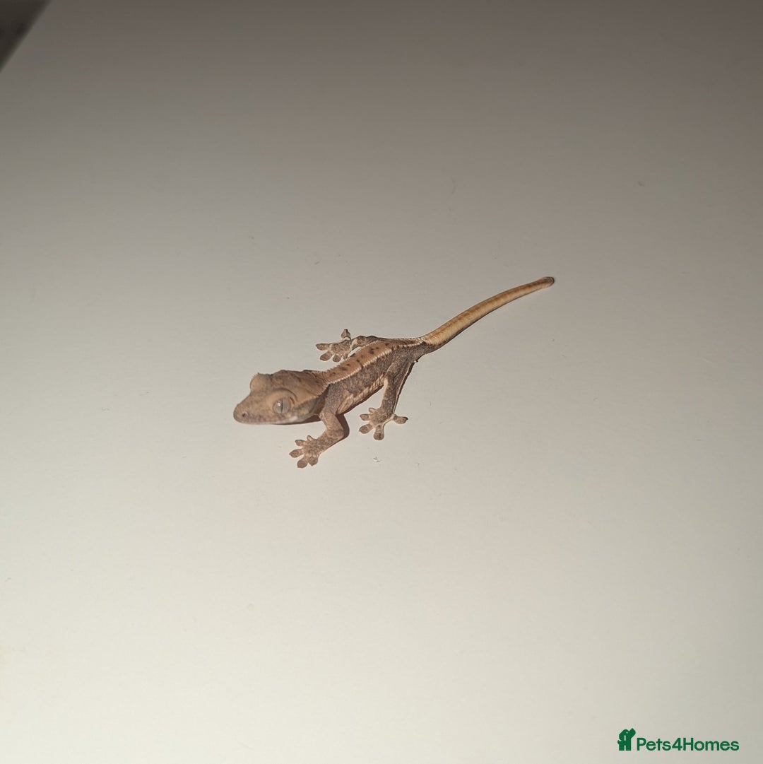 Gecko reptiles for sale: Lilly White Crested Gecko Hatchlings - Image 5