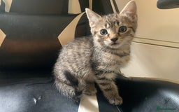 Mixed Breed cats for sale: Five Gorgeous Kittens available now ! - Image 32
