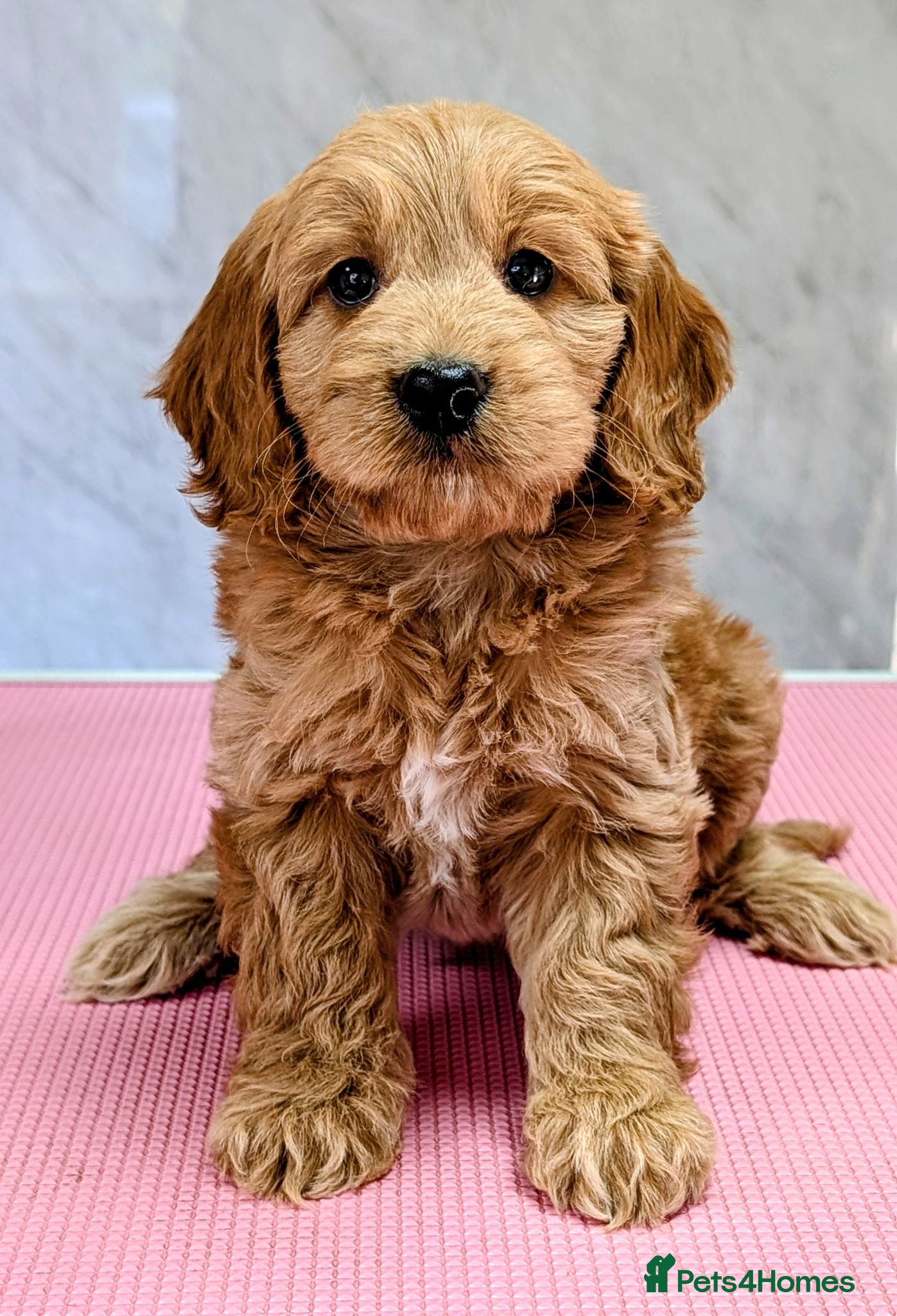 Cockapoo dogs Licensed breeder, health tested F1 cockapoos - Advert 1