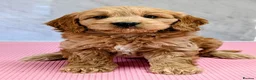 Cockapoo dogs for sale: Licensed breeder, health tested F1 cockapoos - Advert 33