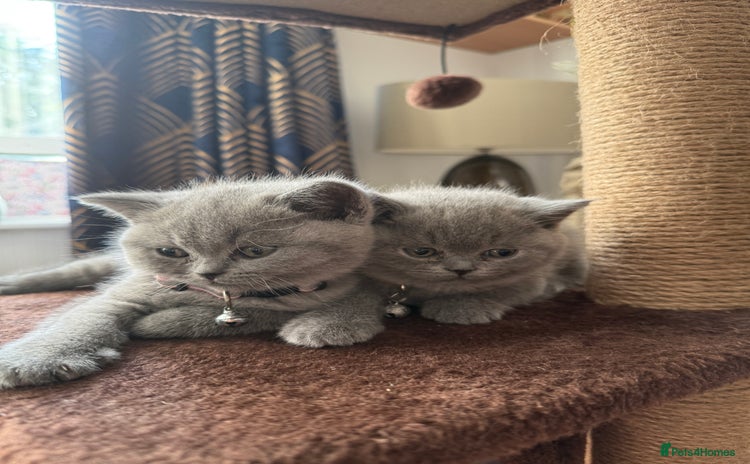 British Shorthair cats - Advert 12