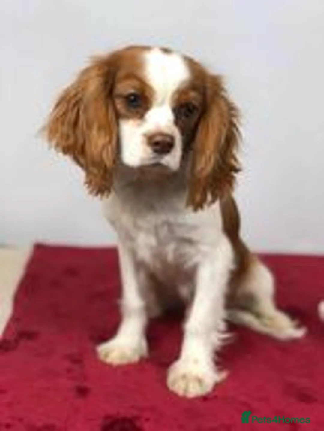 Cavalier King Charles Spaniel dogs for stud: 1st KC Registered Chocolate Cavalier Stud In UK!!  in Sutton Coldfield - Advert 5